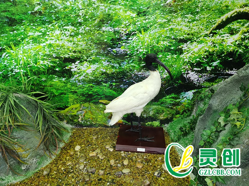 仿真白鹮標本