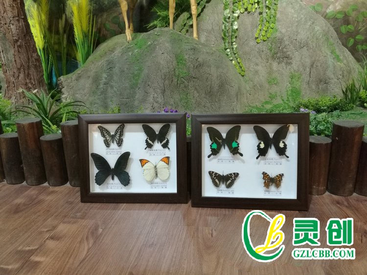 蝴蝶標本