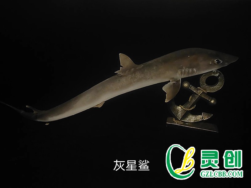 灰星鯊標本