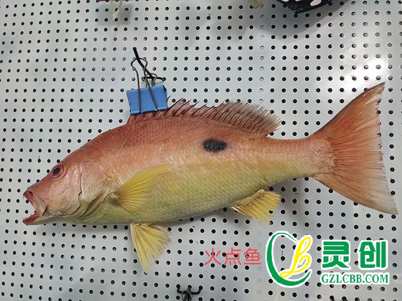 火點魚標本