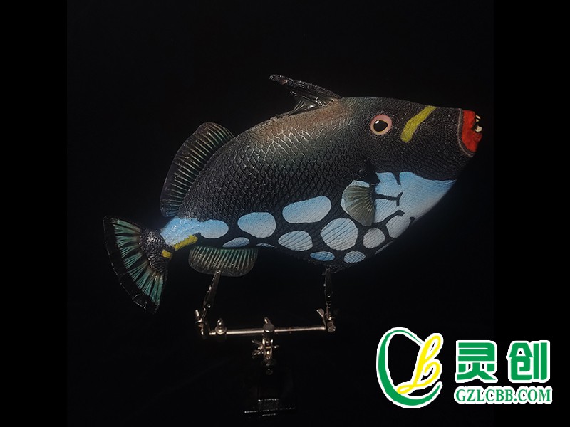 炮彈魚標本